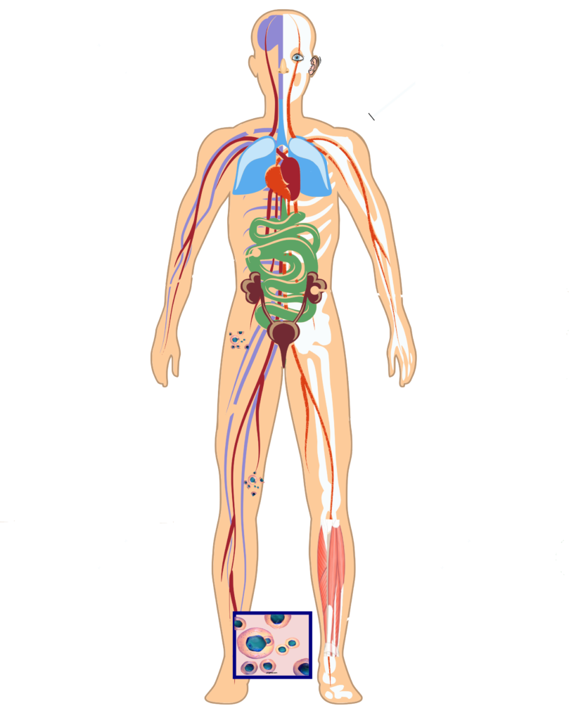 Organisational Anatomy – Straws & Camels